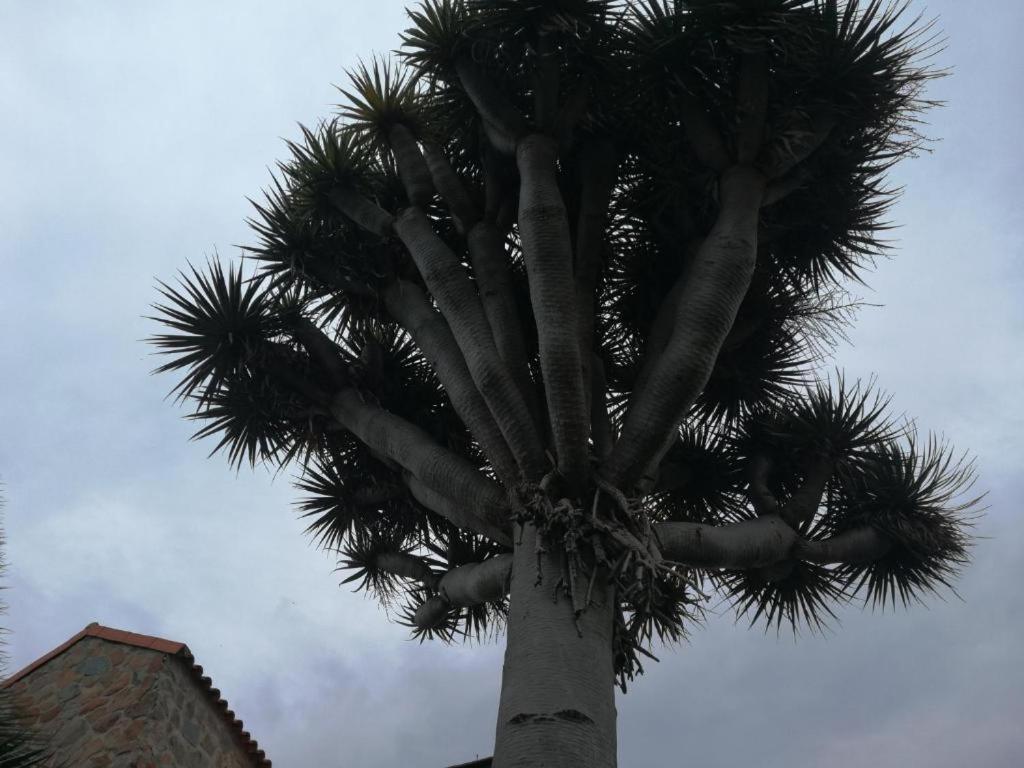 Casa El Drago-Tafira Baja Apartamento Las Palmas de Gran Canárias Exterior foto